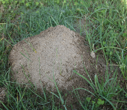 Figure 1png